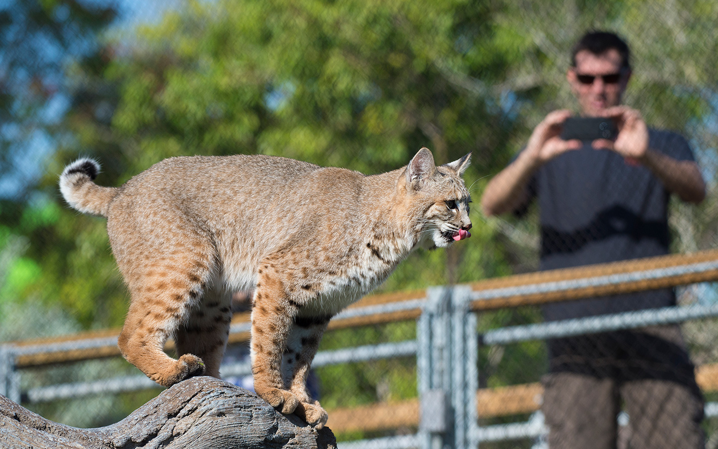 Visitor_taking_photo_of_Bobcat_1440x900.jpg