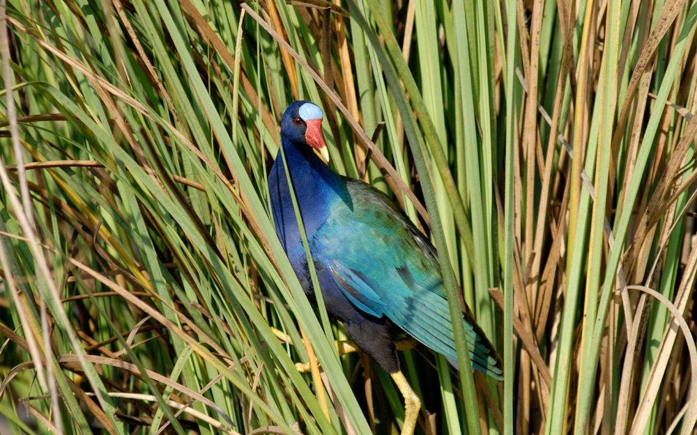 Purple Gallinule fica na grama em Everglades National Park