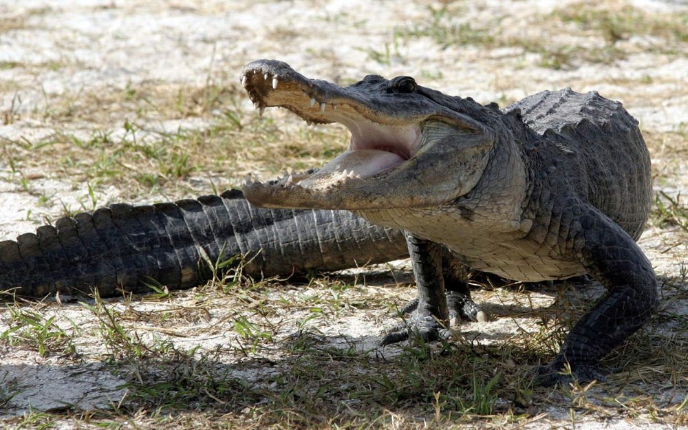 Alligator stands with mouth open