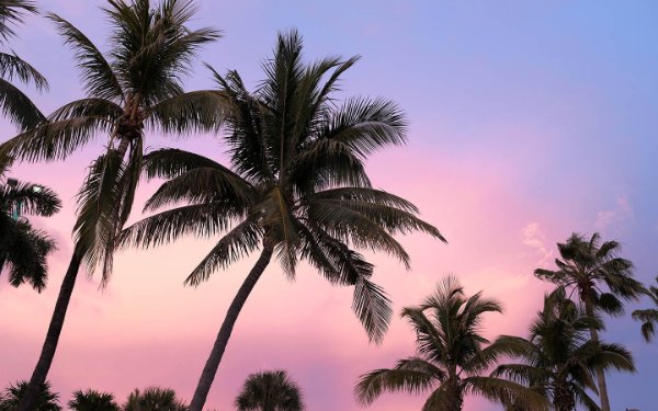 The Pink Palm