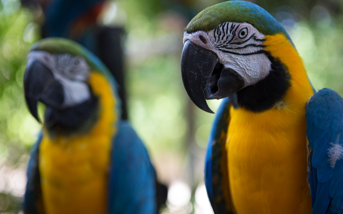 Blue and Yellow Macaws at Jungle Island