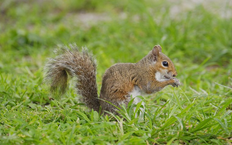 squirrel