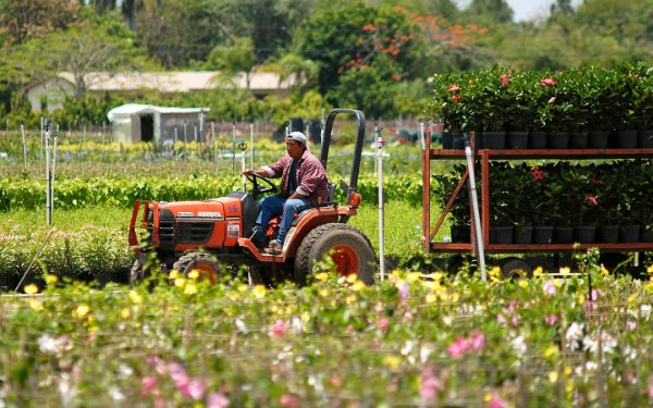 Homestead plant nursery worker on tractor