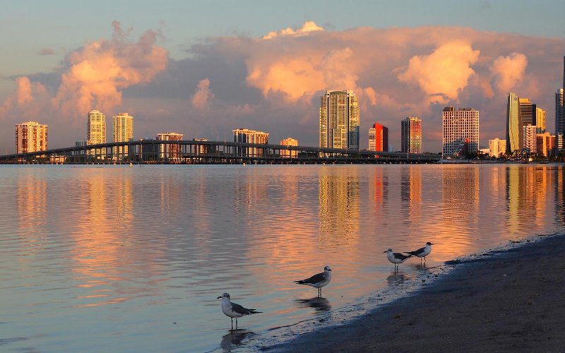 Hobie Beach and Seagulls 