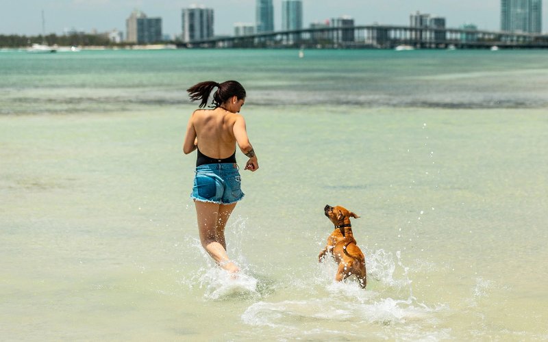 Hund genießt Hobie Beach Hund genießt Hobie Beach