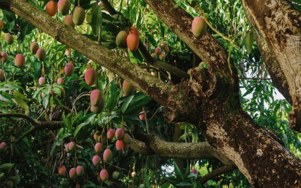 Mango tree in Miami, by James Jackman