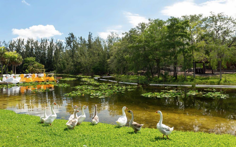 Gansos en Amelia Earhart Park en Hialeah