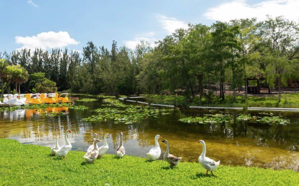 Geese at Amelia Earhart Park in Hialeah
