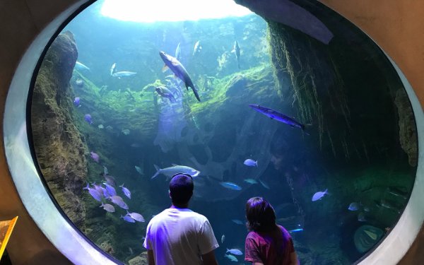 Братья и сестры наслаждаются просмотром рыб в Phillip and Patricia Frost Museum of Science