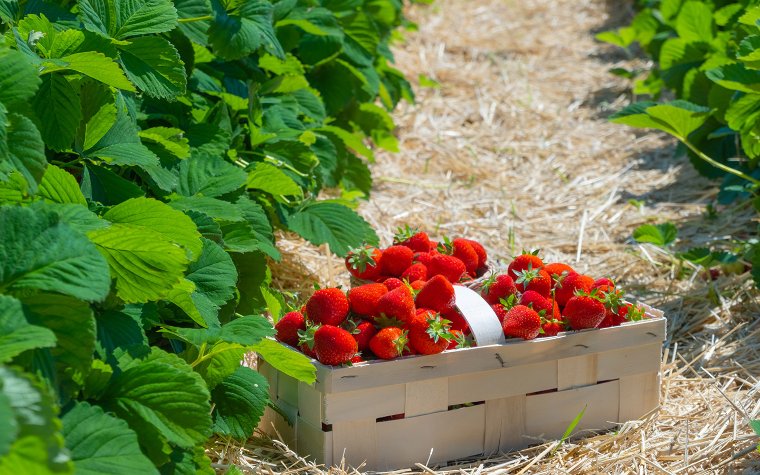 Ripe strawberries in a wooden container Ripe strawberries in a wooden container