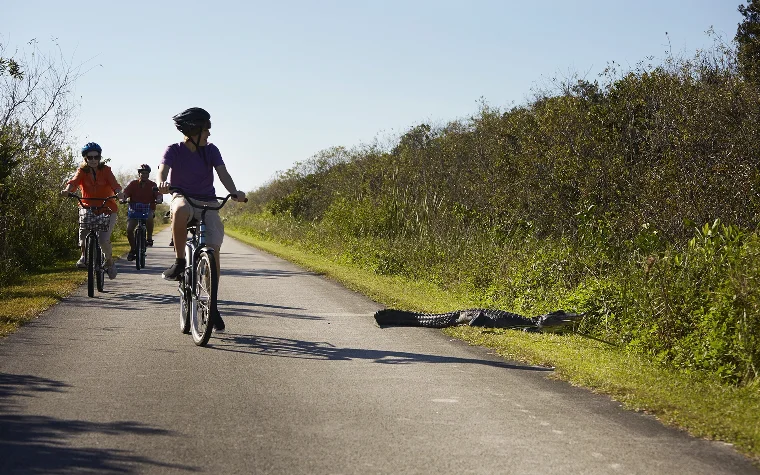 Family biking by an alligator in the Everglades Family biking by an alligator in the Everglades