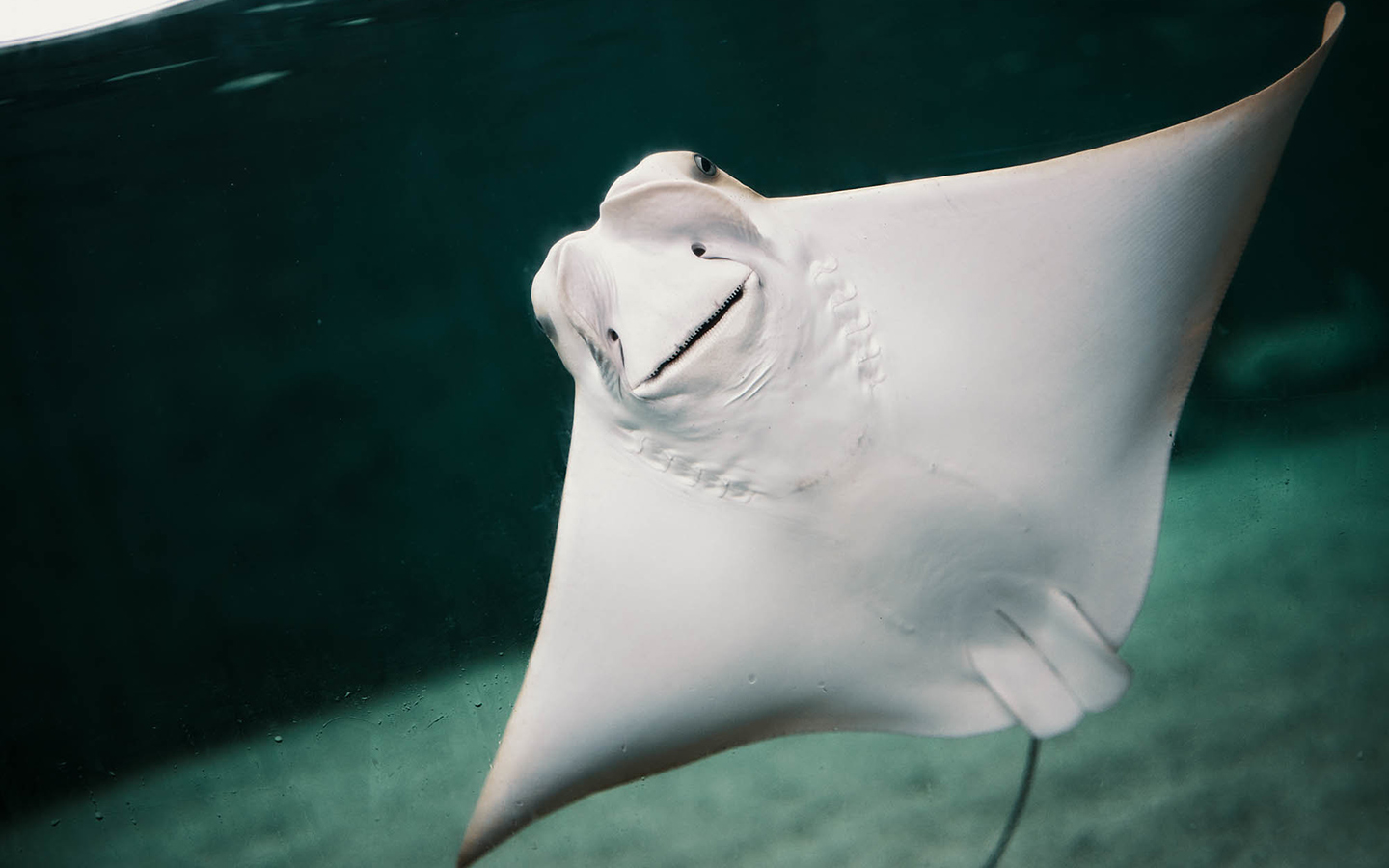 Frost_Science_stingray_close_1440x900.jpg