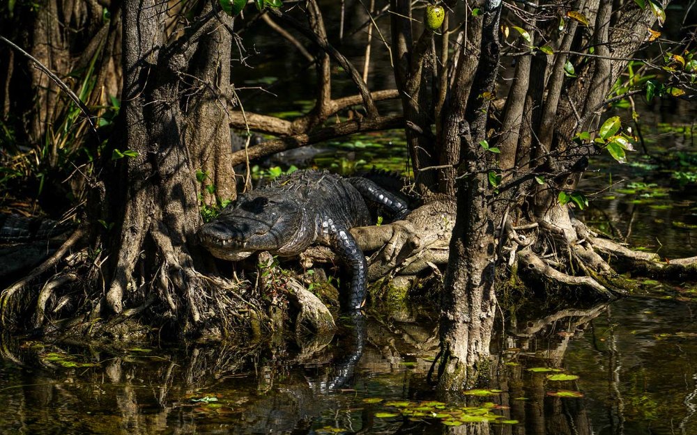 Alligatore che prende il sole sullo stagno Apple albero a Big Cypress
