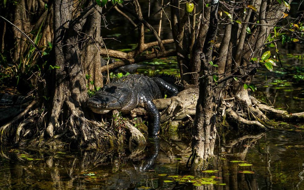 Alligator se prélassant sur un étang Apple arbre à Big Cypress