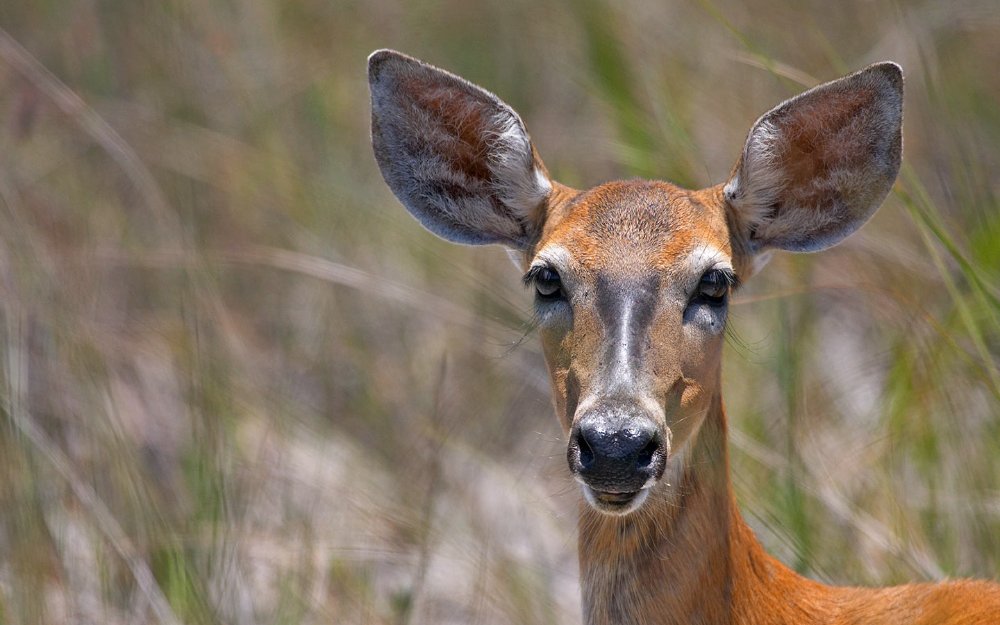 Un cervo della Florida nelle Everglades