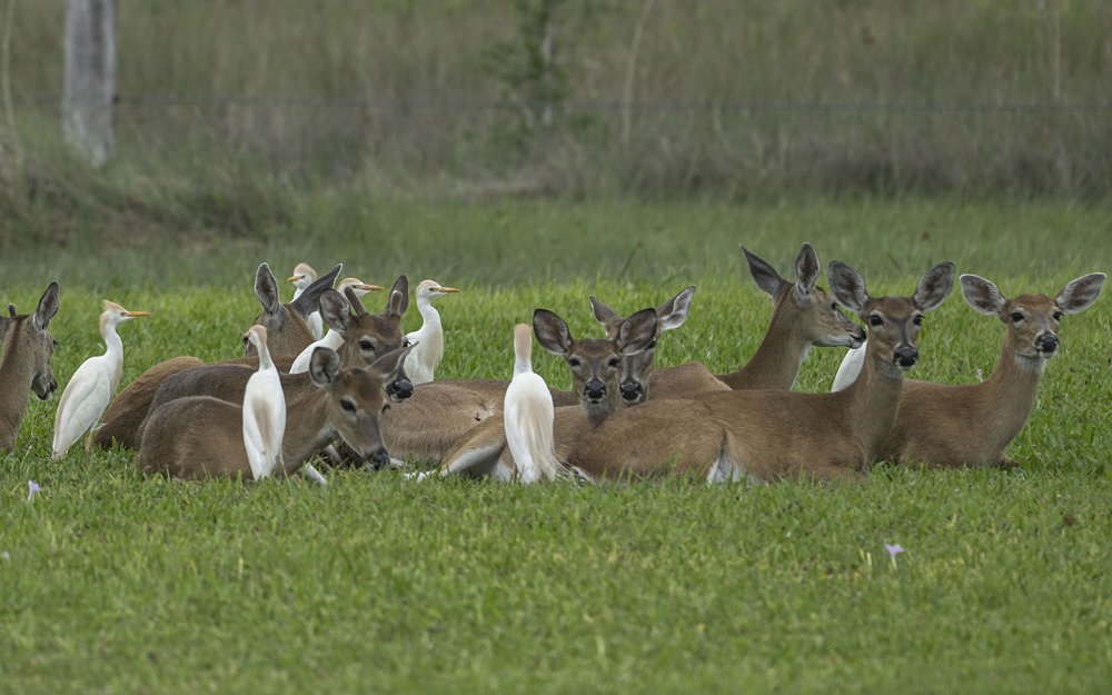 Florida Deer in Big Cypress National Preserve