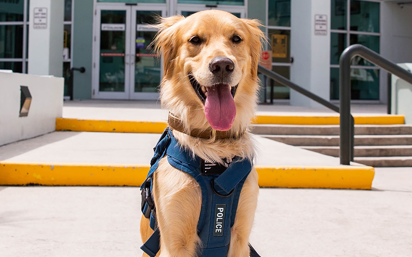 Lincoln The Dog | Greater Miami & Miami Beach Lincoln The Dog | Greater Miami & Miami Beach