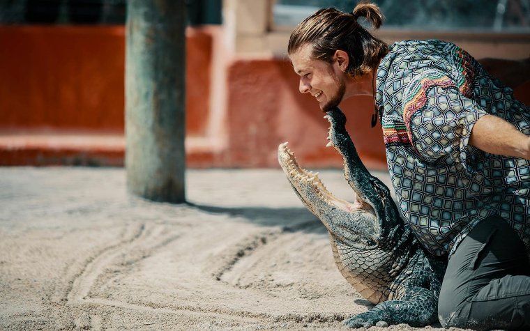Trainer holding an alligator by the chin for the alligator show Trainer holding an alligator by the chin for the alligator show