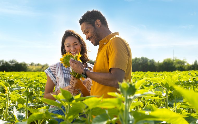 Couple picking sunflowers at The Berry Farm Couple picking sunflowers at The Berry Farm