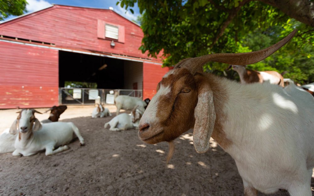 Goats in Amelia Earhart Park's petting area