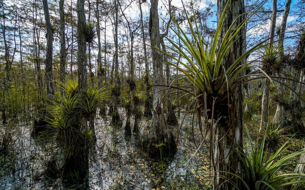 Plantas de aire en cipreses en Big Cypress