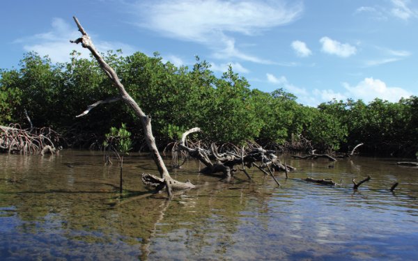 Mangroven inmitten der seichten Gewässer der Jones-Lagune