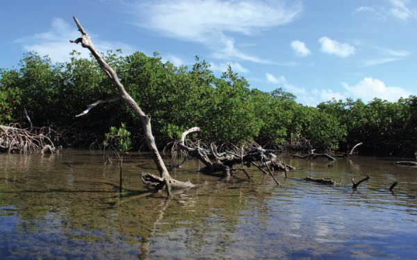 Manglares en medio de las aguas poco profundas de la Laguna Jones