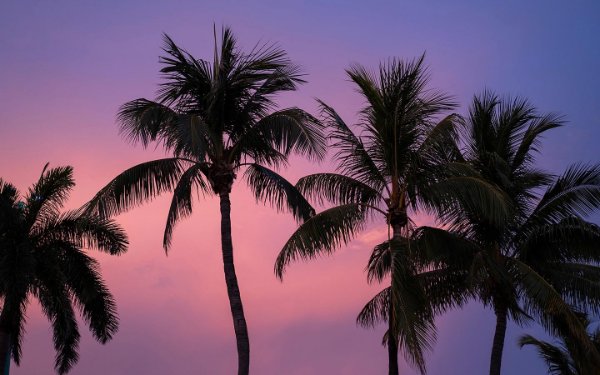 綿菓子の空を背景にヤシの木