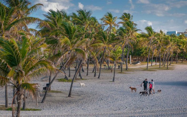 Les gens avec leurs chiens sur le sable de North Beach Parc au bord de l'océan