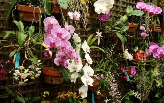 Orchideen
