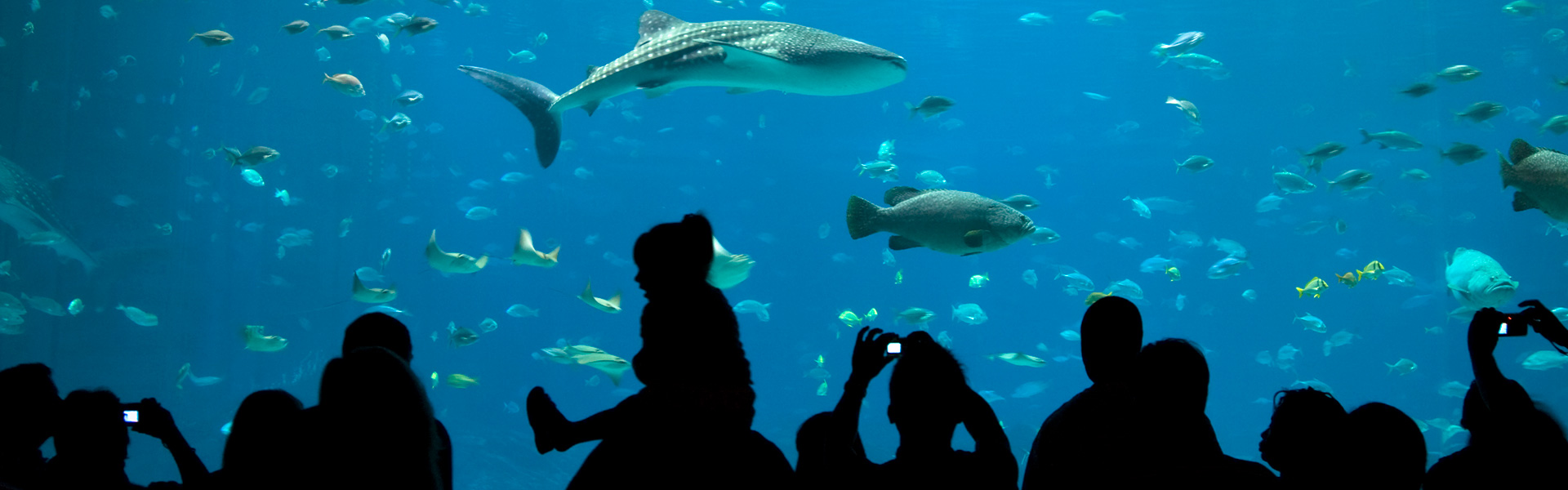 水族馆里的一家人