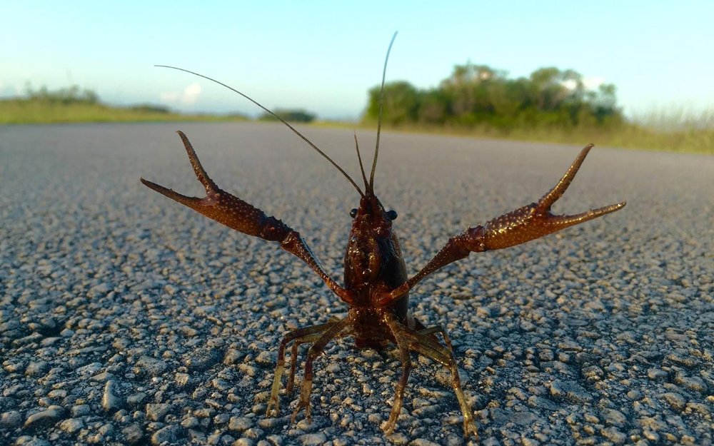 Crawdaddy в Everglades National Park