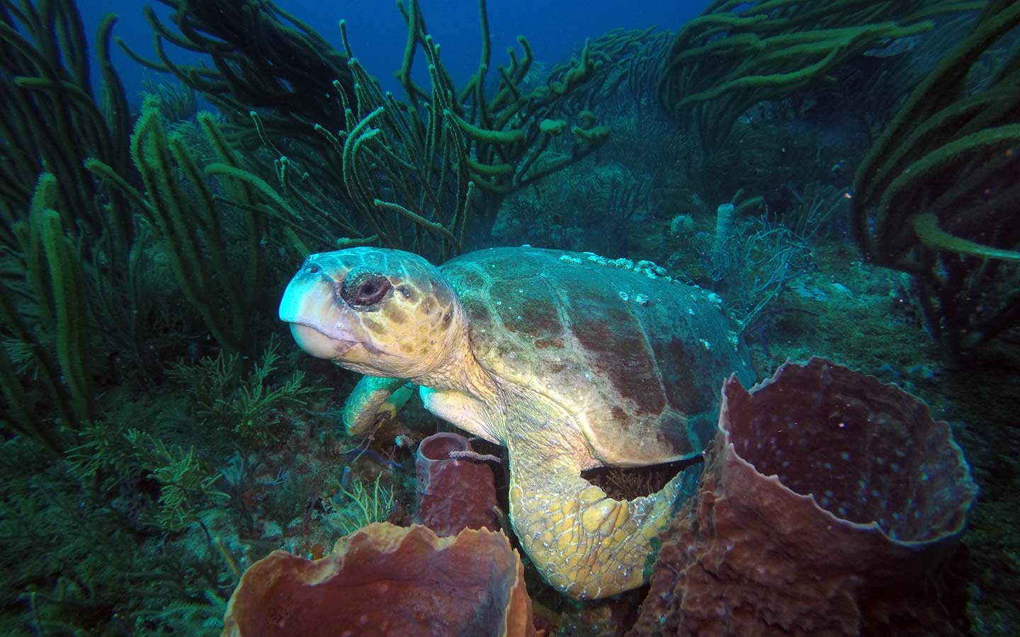 Tartaruga marina che nuota su alcune spugne a botte