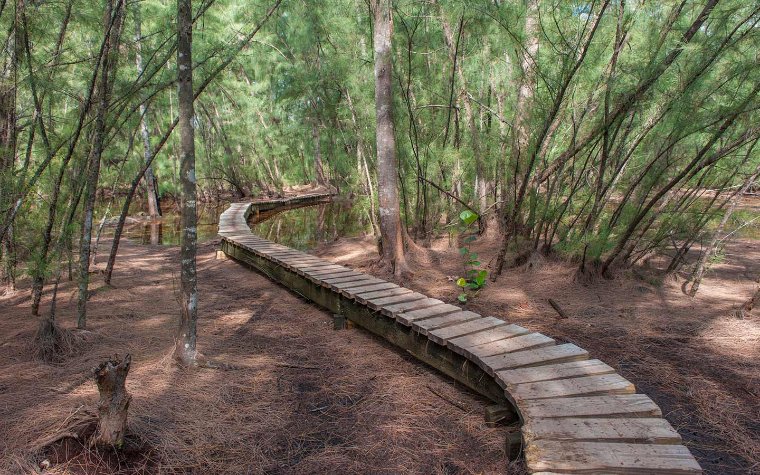 Wooden bridge and trees at Oleta River Park Wooden bridge and trees at Oleta River Park