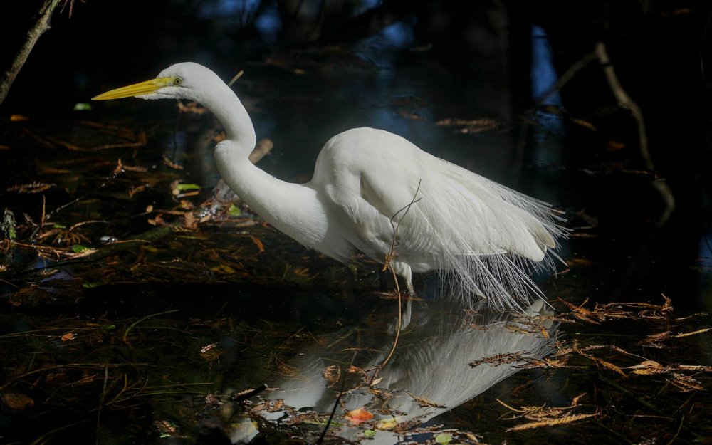 Garça-grande atravessando o pântano em Big Cypress