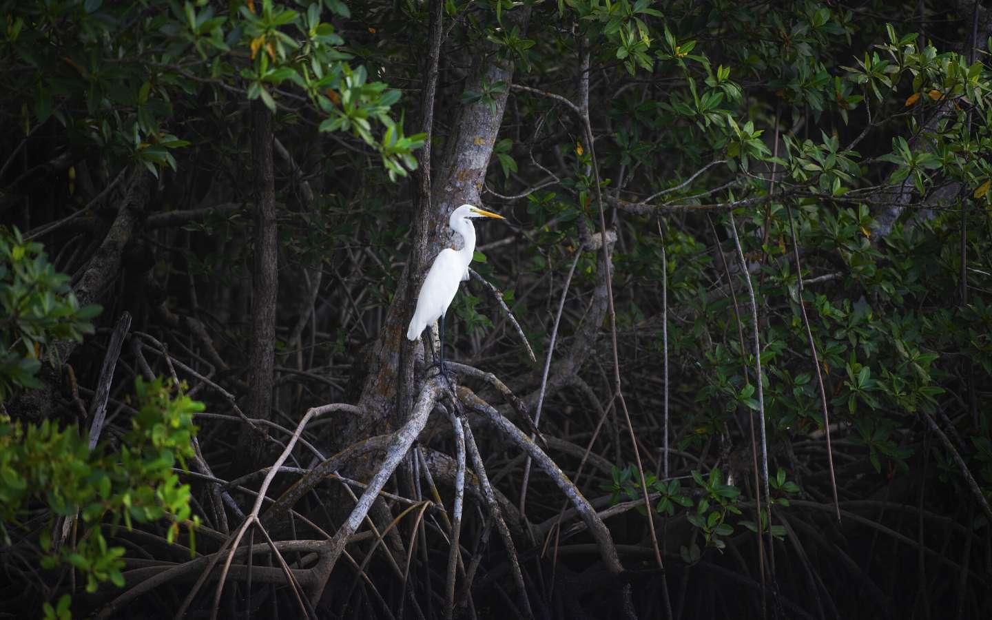 White heron in the Everglades