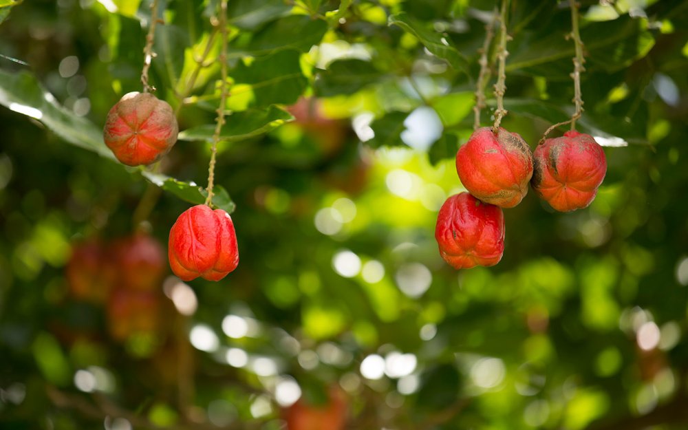 Árvore Ackee em Fruit & Spice Park