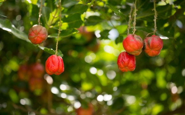 Ackee Tree nan Fruit & Spice Park