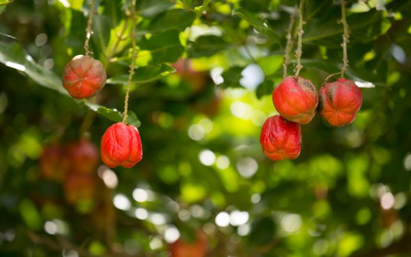 Árbol Ackee en Fruit & Spice Park