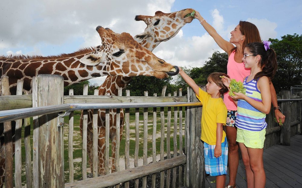 マイアミ動物園でキリンに餌をやる家族