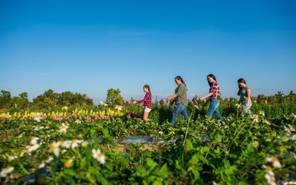 Family picking strawberries at The Berry Farm