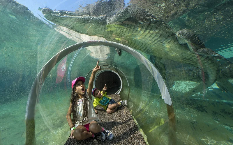 A crocodile swims over children sitting inside a clear tube at ZooMiami's Everglades exhibit