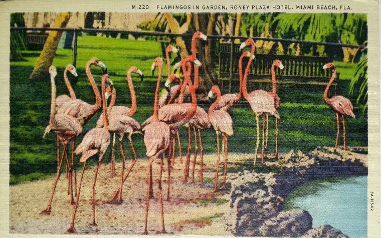 Flamingoes