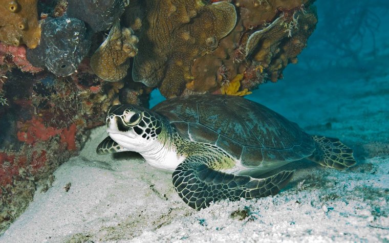 Sea turtle next to coral underwater Sea turtle next to coral underwater