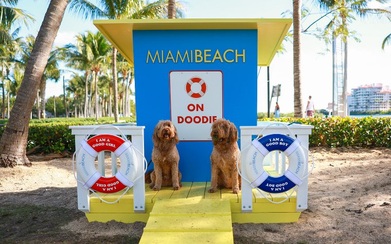 Hunde posieren am On Dooty Lifeguard Stand