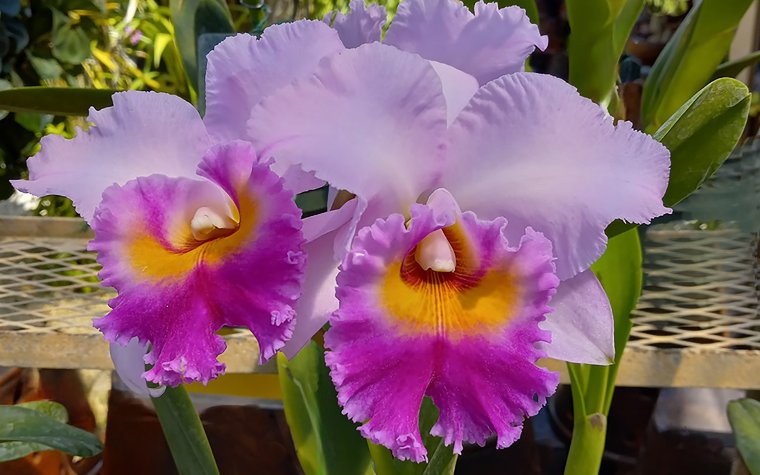 Purple cattleya orchids at RF Orchids Purple cattleya orchids at RF Orchids