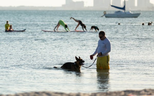 Собака наслаждается Хоби Beach