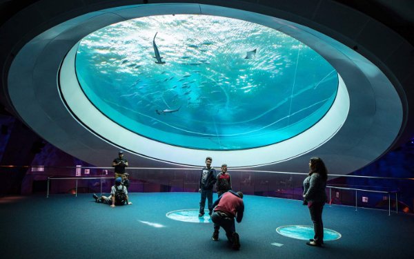 Acuario gigante en el Museo de Ciencias Phillip y Patricia Frost