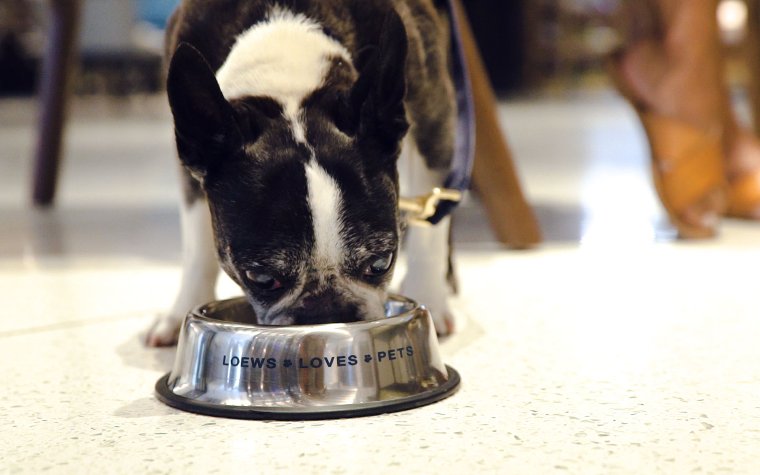 Dog eating at the Loews