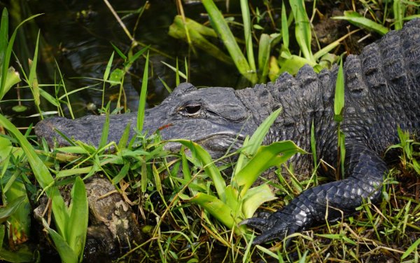 Everglades Alligator in grass